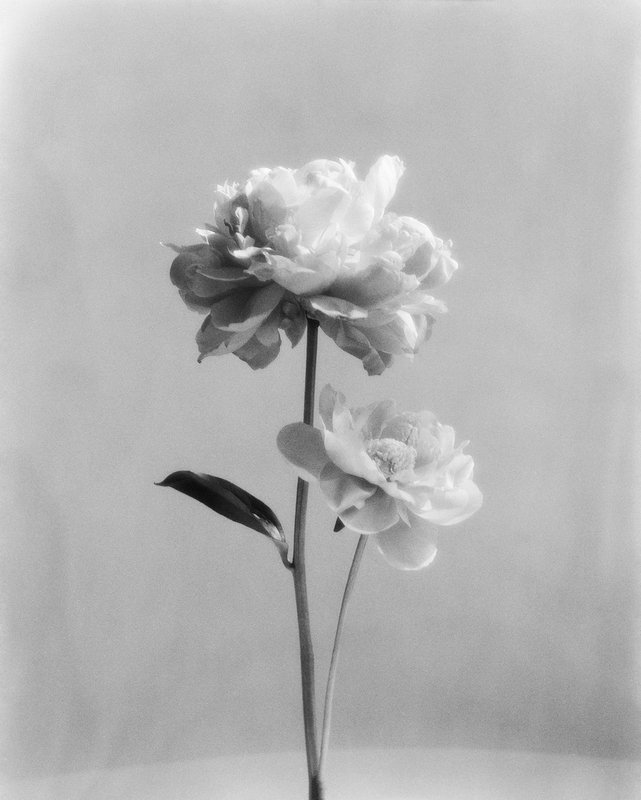 Flower stem