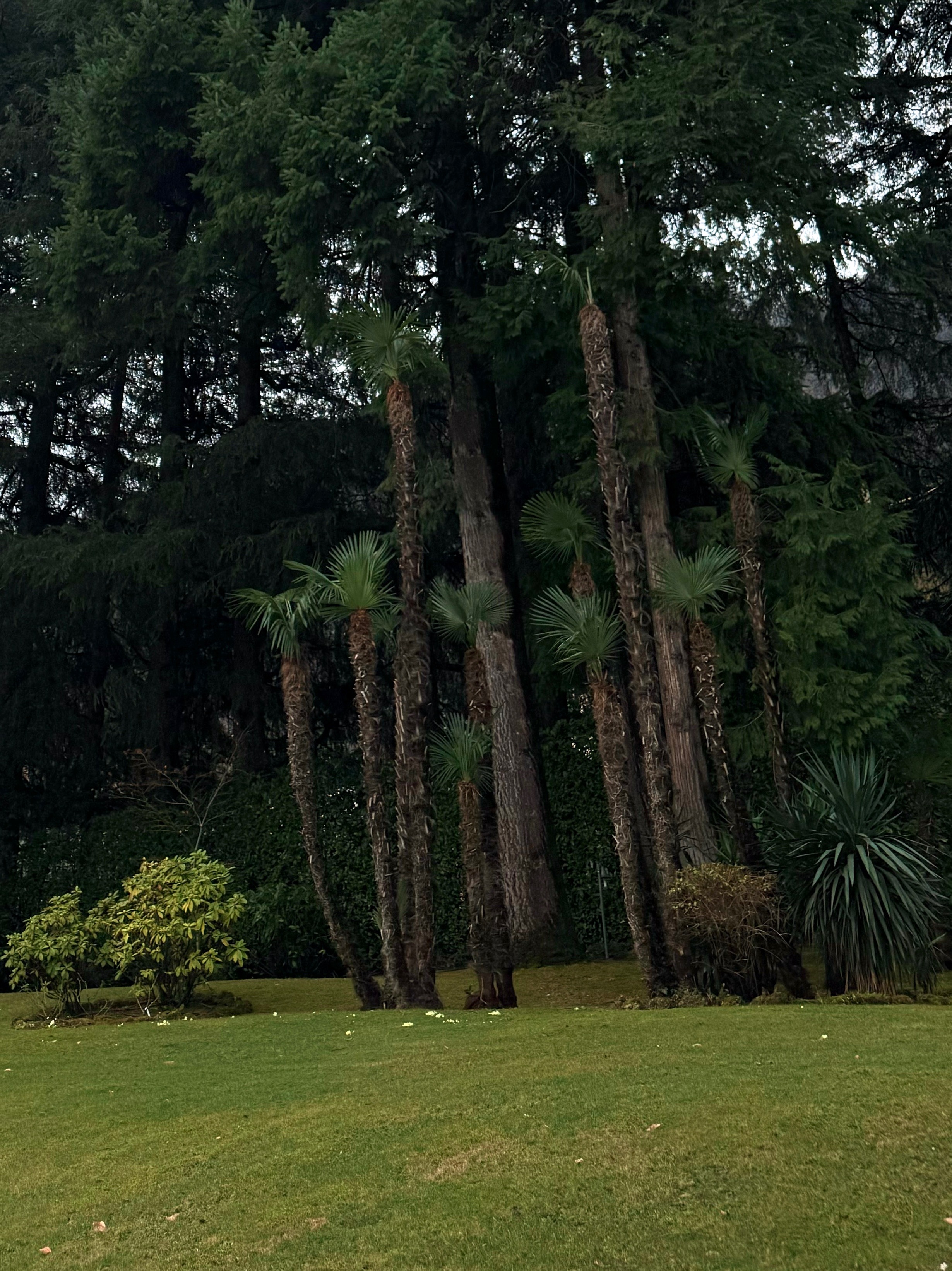 Trees on the lawn